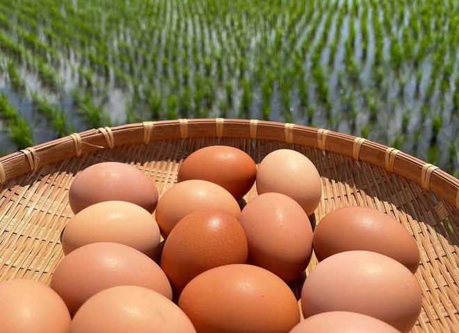 有限会社九十九里ファームで生産された籠いっぱいの卵