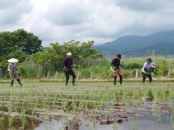 ぐり茶の五十鈴園　（鈴木製茶）