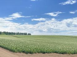 美瑛町農作業ヘルパー