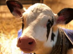 株式会社ニューバーチファーム